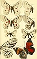 Berliner entomologische Zeitschrift (1885) (19745991083).jpg