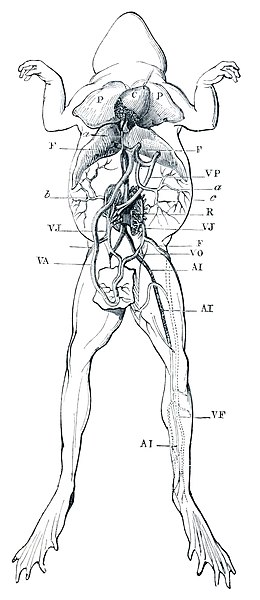 File:Bernard - La science expérimentale fig-9.jpg