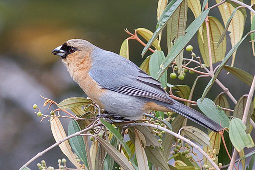 Bico-de-veludo (Schistochlamys ruficapillus) no Parque Nacional da Serra da Canastra