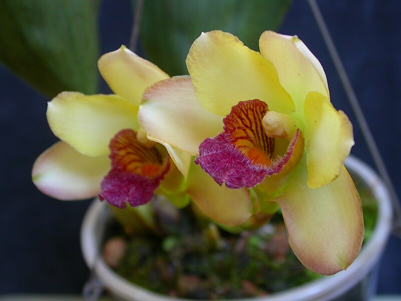 File:Bifrenaria harrisoniae 2.jpg