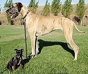big And Little Dog 1.Jpg”的全域用途