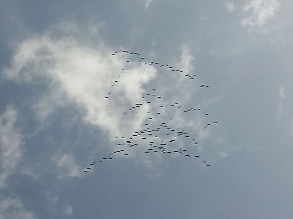 Bird's flying in cloud, Khichan, Rajasthan, 3 Sept in India