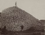 1870er Foto von amerikanischen Bisonschädeln.  Bis 1890 hatte die Überjagd die Bevölkerung auf 750 reduziert.