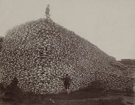 Photograph from 1892 of a pile of American bison skulls in Detroit, Michigan, waiting to be ground for fertilizer or charcoal. The United States Army encouraged massive hunts of American bison to force Native Americans off their traditional lands and into reservations further west. This is considered an early example of environmental racism.