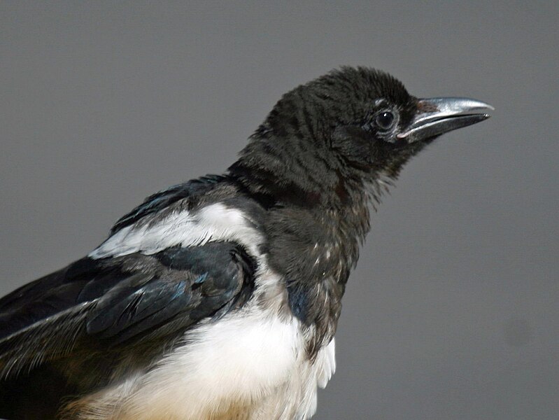 File:Black-billed Magpie (Pica hudsonia) RWD1.jpg