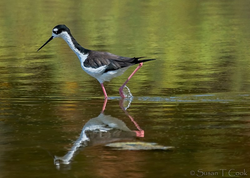 File:Black-necked Stilt (50184401073).jpg