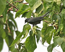 Black-winged cuckooshrike at Jayanti in Buxa Tiger Reserve in Jalpaiguri district of West Bengal, India Black-winged Cuckooshrike (Coracina melaschistos) at Jayanti, Duars W Picture 406.jpg