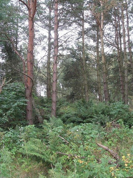 File:Black Rig Plantation - geograph.org.uk - 949485.jpg