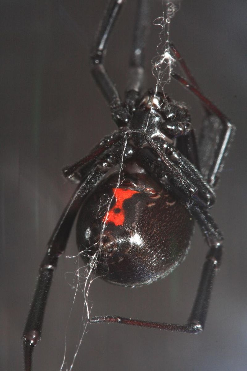 black widow spider classification