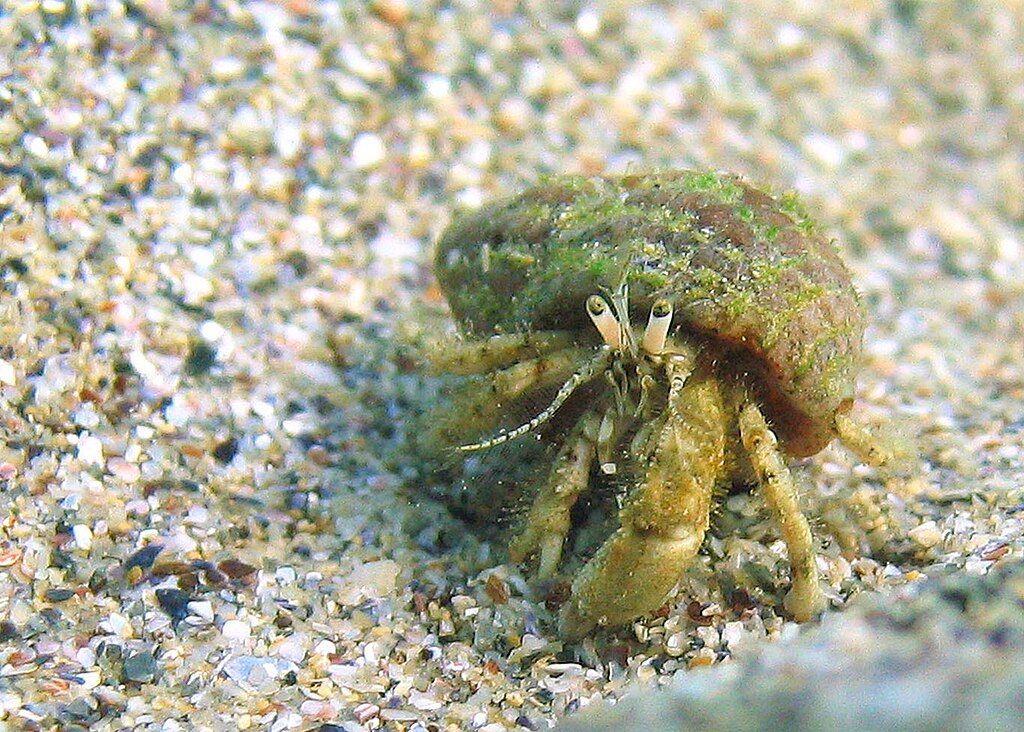 File:Black sea fauna hermit crab  - Wikimedia Commons
