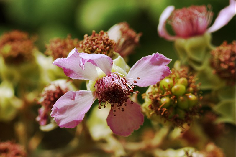 File:Blossom of Rubus sectio Rubus (KPFC) 01.jpg