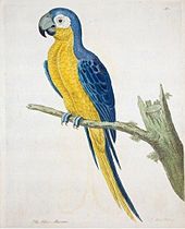 Unidentified parrot supposedly from Jamaica, which may be the Martinique macaw, by Albin, mid-1700s Blue and yellow macaw.jpg