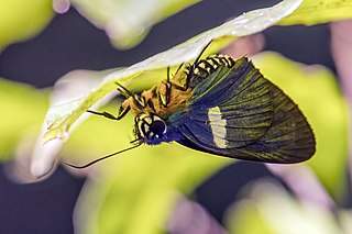 <i>Coeliades chalybe</i> Species of butterfly