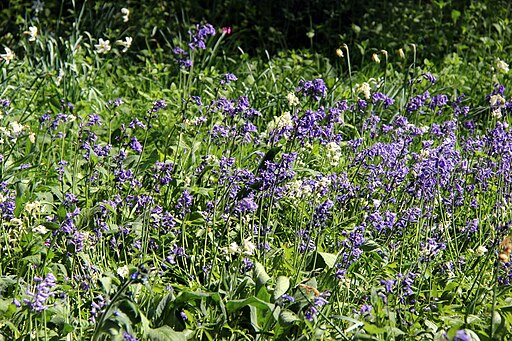 Bluebells, Knebworth House, Hertfordshire - geograph.org.uk - 2776246