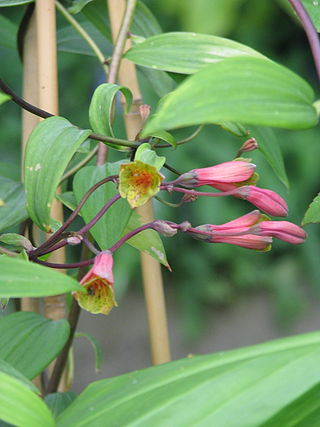 <i>Bomarea edulis</i> Species of flowering plant