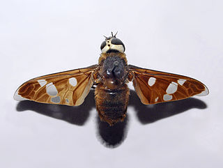 <i>Hyperalonia morio</i> Species of fly