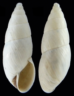 <i>Bostryx chusgonensis</i> species of mollusc