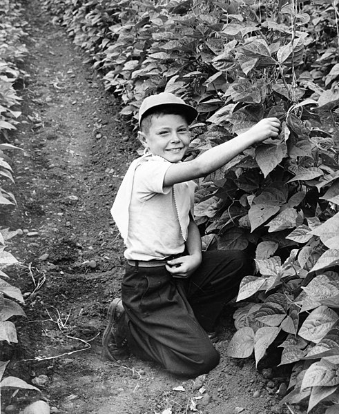 File:Boy kneeling in a pole bean field, circa 1940 (7951544616).jpg