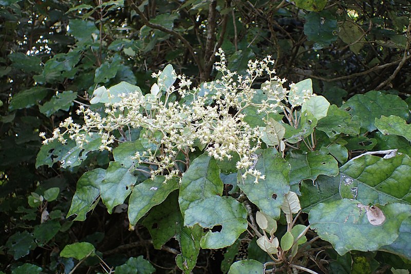 File:Brachyglottis repanda kz9.jpg