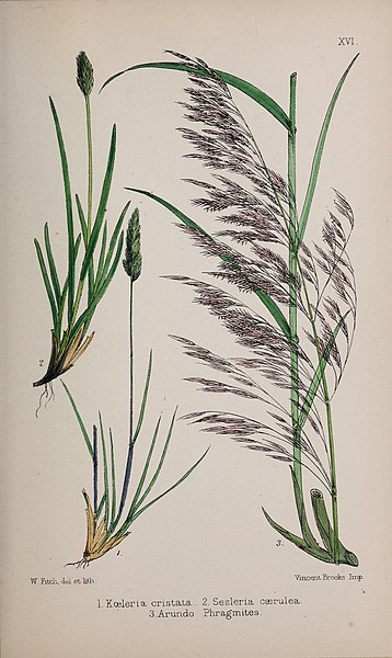 File:British grasses (Plate XVI) (6765398755).jpg