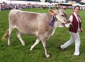 Category:Brown Swiss