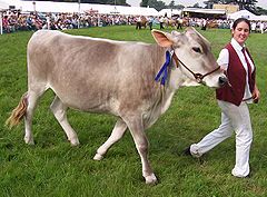 Brown swiss.jpg