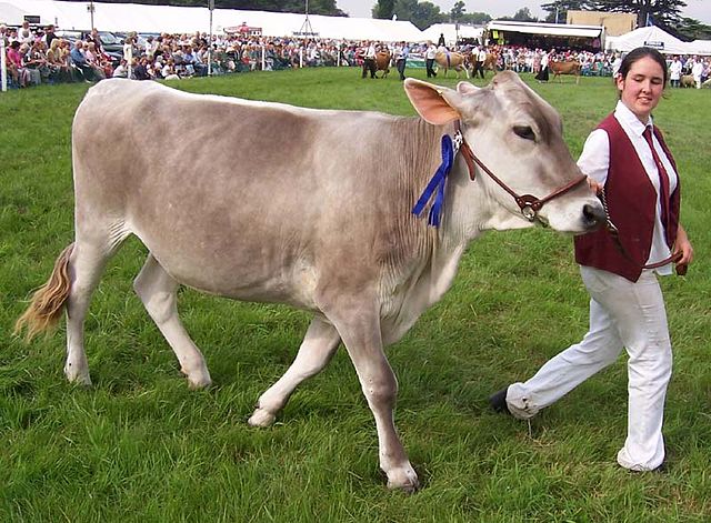 Швицкая (порода коров) — Википедия