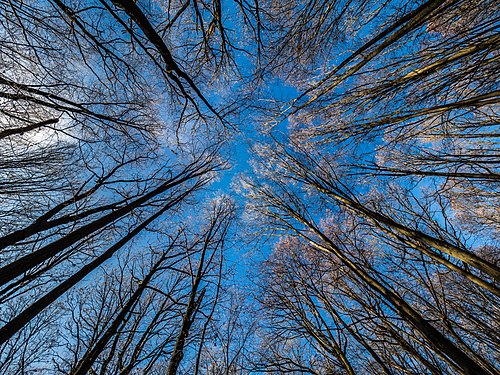 Tree tops with hoarfrost