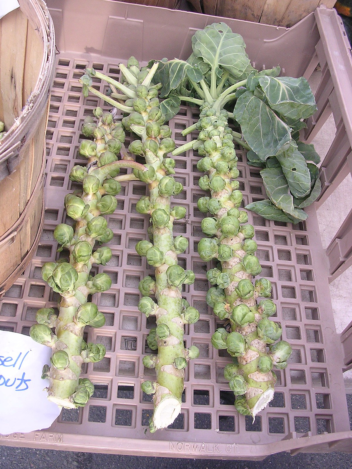 Brussels-sprouts-on-stalk.jpg