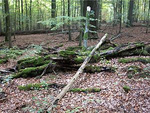 Wald In Deutschland: Gesetzliche Definition, Waldfläche, Waldbesitzer