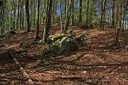 Blockschutt und Buchenwald am EbersbergLSG 2631001 Hessische Rhön