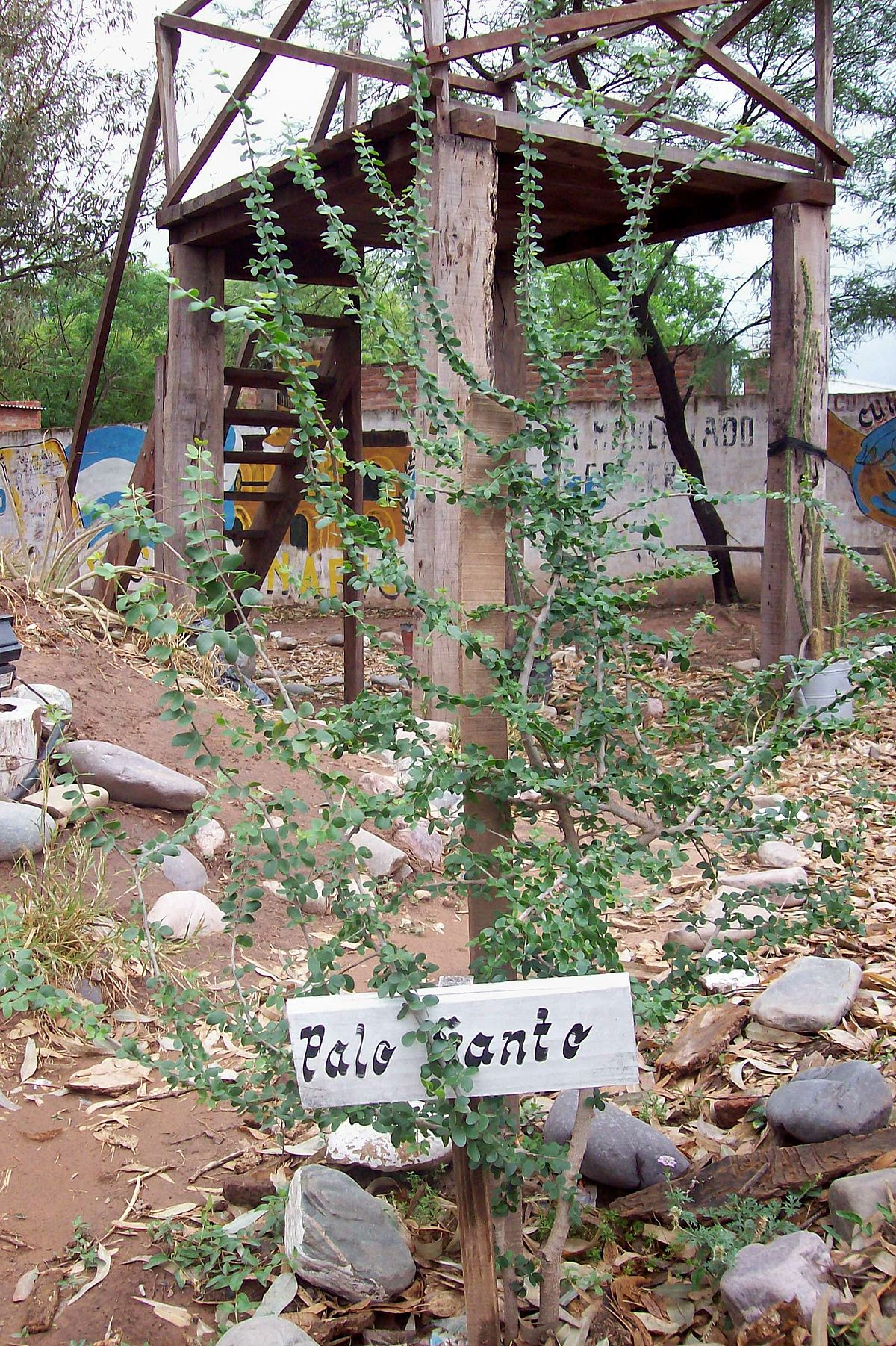 BOIS DE PALO SANTO  Les pierres de Tol