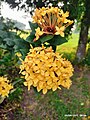 Bunga Soka Kuning (Ixora sp.)