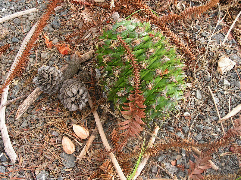 File:Bunya Cone.jpg