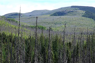 Forest in Grands-Jardins National Park 10 years after a forest fire occurred Burnt forest GJ.jpg