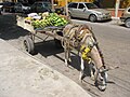 Burro als trekdier in Barranquilla, Colombia