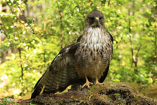 Buteo ventralis 39036964 (cropped)