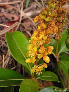 <i>Byrsonima sericea</i> Species of plant