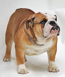 Bulldog Dog breed