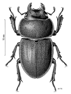 <i>Geodorcus auriculatus</i> species of insect