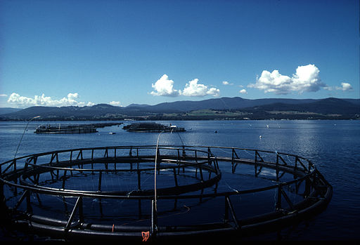 CSIRO ScienceImage 2514 A Salmon Farm in Tasmania Australia