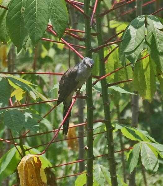 File:Caco merul 070919 0083 tdp.jpg