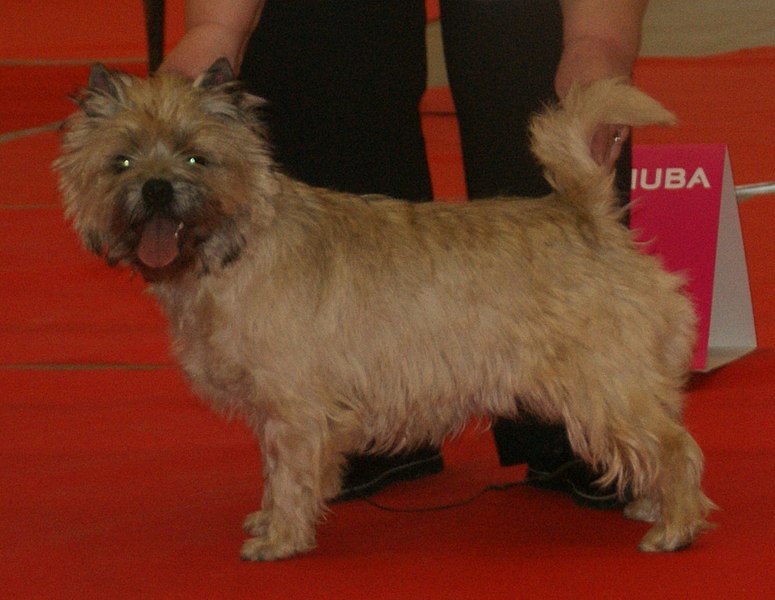 File:Cairnwheaten.jpg