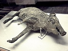 Pig found in a room of the villa Regina Calco di maiale (Boscoreale).jpg
