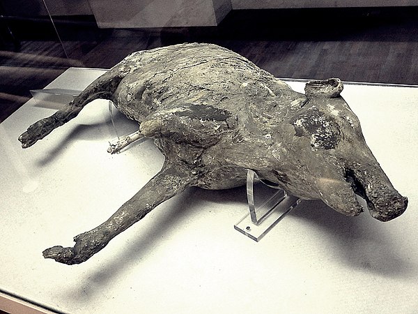 Pig found in a room of the villa Regina