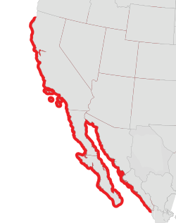 La ocurrencia es escasa en la parte norte de esta distribución.Robert Hugh Morris; Eugene Clinton Haderlie (1980). Intertidal Invertebrates of California. Stanford University Press. p. 348. ISBN 978-0-8047-1045-9. Consultado el 26 de julio de 2013. 