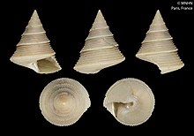 Calliostoma hexalyssion (MNHN-IM-2000-22077) .jpeg