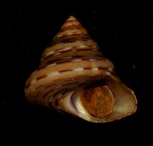 Calliostoma tricolor.jpg