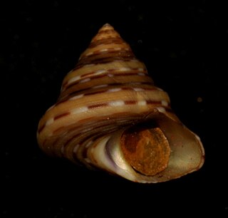 <i>Calliostoma tricolor</i> Species of gastropod