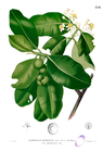 Calophyllum inophyllum Blanco2.256.png